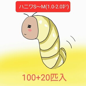 ハニーワーム　100+20匹　SМのMIX