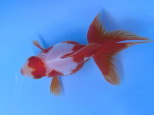 福嘉金魚 動画あり！ 上物 更紗琉金 激レア頭ハート型！ 可愛い綺麗な金魚 飯田産 約9～10センチ ２歳 現物 １匹 SR-2 ④-3 金魚 滋賀 伊徳