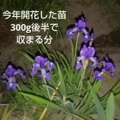 菖蒲の苗(葉はカット、300g後半で収まる分)