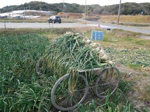 産地直送！新鮮で甘み豊かな淡路島産玉ねぎ 10kg 逸品