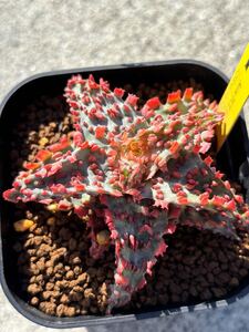 タグ付き　ALOE TCT hybrid Glorious Dragon 多肉植物 アロエ 親木サイズ