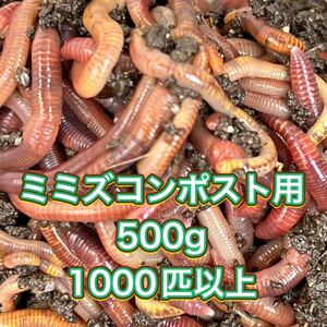 コンポスト用シマミミズ 500グラム 1000匹以上