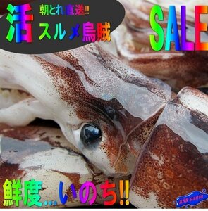 朝とれ直送!!「活スルメ烏賊4kg」３立、20-25尾/お刺身用-美しい釣り物