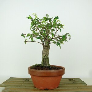 盆栽 欅 樹高 約19cm けやき Zelkova serrata ケヤキ 紅葉 ニレ科 ケヤキ属 落葉樹 観賞用 小品 現品