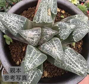 65 ハオルチア 多肉植物　星影錦　自家繁殖