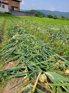 【料理の幅が広がる】淡路島産新鮮玉ねぎで彩る食卓　逸品3kg