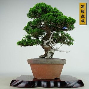 盆栽 真柏 樹高 約30cm しんぱく 高級盆栽 Juniperus chinensis シンパク “ジン シャリ” ヒノキ科 常緑樹 観賞用 現品