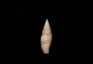 貝の標本 Subcancilla filaris 18.2mm