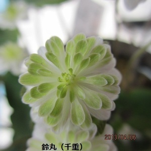 雪割草　銘品　鈴丸　千重　１．５芽