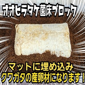 クワガタの産卵材の代わりに抜群です！　オオヒラタケ菌床ブロック　　マットに埋め込むだけ！　簡単にほぐせるので幼虫の割り出しが楽です