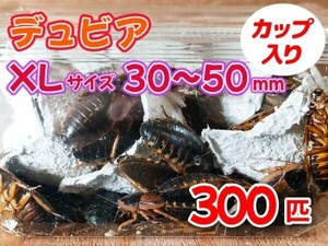 【送料無料】 デュビア XL 成虫サイズ 3.0～5.0cm 300匹 カップ入り アルゼンチンモリゴキブリ 肉食熱帯魚 爬虫類 両生類 [3569:broad2]