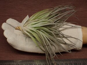 Tillandsia 