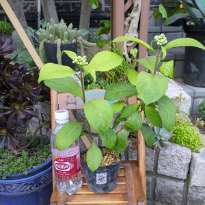 紫陽花 あじさい 碧の瞳 挿し木苗 蕾つき 「ぴ」