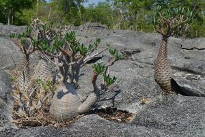 Pachypodium ambongense パキポディウム アンボンゲンセ 種子 100粒