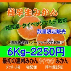 最終!【タイベックマルチ栽培】大三島産・減農薬栽培・極早生みかん6Kｇ