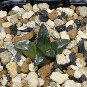 （２５−０９０）ハオルチア ハオルチオプシス ブリンジー Haworthiopsis bruynsii, ex Seed from Steve Stringer