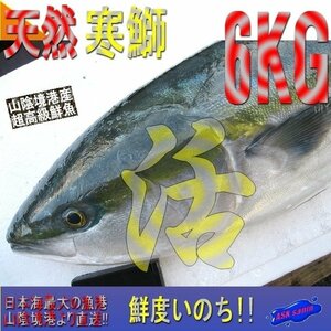 【鮮度抜群】「天然ブリ6-7kg」山陰境港、朝どれ直送！！