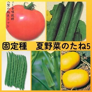 匿名配送無料◆固定種夏野菜の種5◆世界一トマト+新ときわ地這いキュウリ+つるありインゲン+五角オクラ+マクワウリ奈良一号まくわ