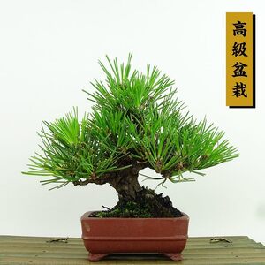 盆栽 松 黒松 樹高 約15cm くろまつ 高級盆栽 Pinus thunbergii クロマツ マツ科 常緑針葉樹 観賞用 小品 現品