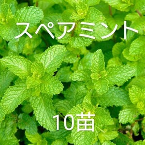 無農薬スペアミントの苗10本③