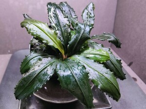 Bucephalandra sp.”Black leaf” KN便 水上葉 ブセファランドラ ブラックリーフ