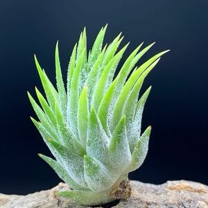 Tillandsia ‘Pyramid’ (T. ionantha ‘Pyramid’ RFI) チランジア ピラミッド ティランジア イオナンタ