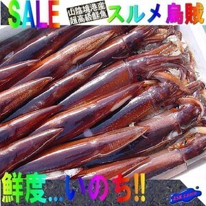 お刺身用「スルメ烏賊23尾位で4kg」活冷凍品、-美しい釣り物