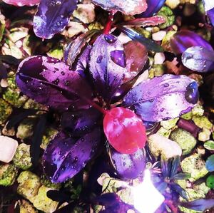 珍しい　ブセファランドラ　ｓｐ．violet blossom　水中葉 1株