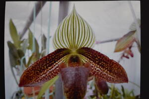 No.1437-5,-6　洋蘭　パフィオ　2株セット Paph.wardii×sib