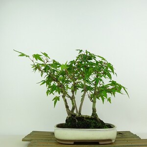 盆栽 紅葉 樹高 約17cm もみじ Acer palmatum モミジ カエデ科 落葉樹 観賞用 小品 現品