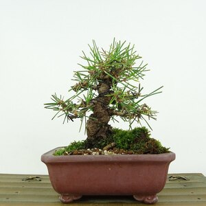 盆栽 松 黒松 樹高 約11cm くろまつ Pinus thunbergii クロマツ マツ科 常緑針葉樹 観賞用 小品 現品