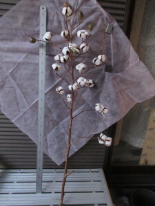 綿の木 高さ110㎝ 12月収穫実生育成株 立派な樹姿美しい綿毛 一粒万倍の象徴として玄関飾り 栽培用タネ採取 実際綿紡げます