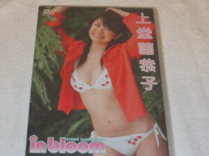 上堂園恭子 in bloom DVD 新品（未開封）