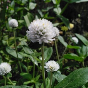 千日紅 ホワイト 種 30粒 切り花 ドライフラワー 春まき 夏まき 一年草 センニチコウ 花種 種子 2024年採取 同梱可