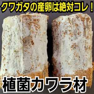 クワガタの産卵にはコレが最強です！植菌カワラ材【2本】タランドゥス・レギウス・オウゴンオニに！ドルクス系にも！　植菌なのでカビない