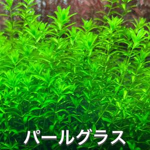 無農薬パールグラス　30本