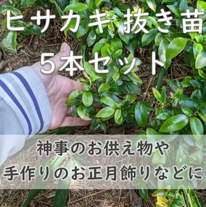 送料無料★お供え物に◆ヒサカキの抜き苗5個セット 姫榊 生垣 植樹 常緑小高木 神事 庭木 植木 実生苗 園芸 ガーデニング 耐寒性