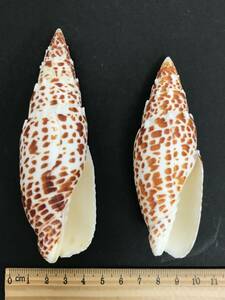 1円スタート N252 貝殻 標本 オニキバフデガイ 貝 約118㎜ 約102㎜ 2個セット