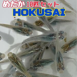 【めだか】HOKUSAI(北斎) 10匹セット/1cm±以上〜ランダム掬い。雌雄約半々で入る様に選別致します。　メダカ　めだか　画像はサンプルです