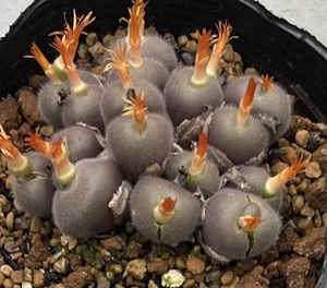 コノフィツム　Conophytum stephanii ssp.helmutii ARM457 MG1452.761 ③