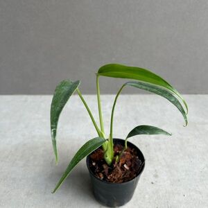 モンステラ バールマルクスフレーム Monstera burle marx’s flame E50