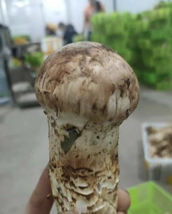 鮮度抜群！！天然極品松茸　1キロ箱づめ　中国雲南産　【つぼみ　サイズML】