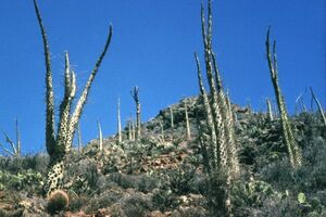 Fouquieria columnaris フォークイエリア コルムナリス 観峰玉 100粒 種子