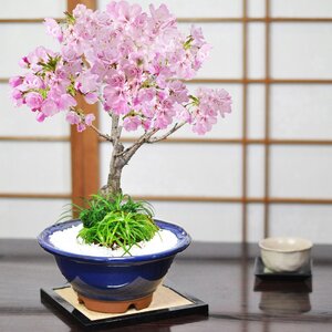 盆栽 桜 大きめ旭山桜と玉竜の寄植え 生子すり鉢 自宅でお花見 花見 お祝い プレゼント ギフト 贈り物 サクラ 盆栽妙