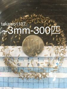 ~3㎜300匹＋20% 死着補償有　ヨーロッパイエコオロギ●フタホシコオロギ より丈夫で管理しやすく 臭い少なめ。