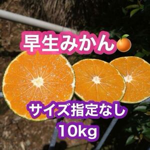 熊本県産！早生みかん　わせみかん　サイズ指定なし　10kg(送料無料)