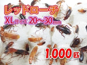 レッドローチ 成虫 XL サイズ 20～30mm 1000匹 紙袋配送 生餌 爬虫類 両生類 肉食熱帯魚 生体 アクアリウム エサ 活餌[3087:gopwx2]