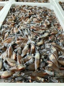 ホタルイカ500グラム　（追加購入可能）送料一律 愛媛県豊後水道産漁師直送 他鮮魚アリ！ 冷凍発送　脂、旨味たっぷり！ 鰯