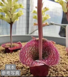 83 多肉植物　 lachenalia trichophylla 4本　 自家繁殖　抜き苗発送