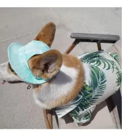 犬服　帽子　夏対策　フレンチブルドッグ　コーギー　柴犬　ボストンテリア　パグ